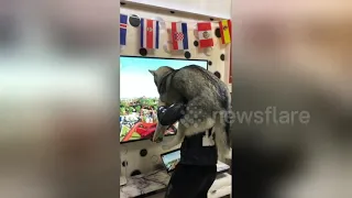 Man creates human roller-coaster for his husky