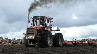 Massey Ferguson 1200 Working Hard in The Field w/ Kongskilde Triple K Cultivator | Danish Agri