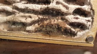 Ant keeping Diapause