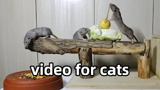 Cat TV🐭Rats in The Jerry Mouse Hole🐀Video for Cats to Watch🐭