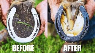 Satisfying Horse Hoof Restoration in 4K | FARRIER ASMR