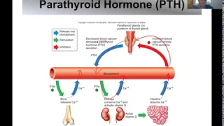 BIO 202 Ch 13b Lecture SP20