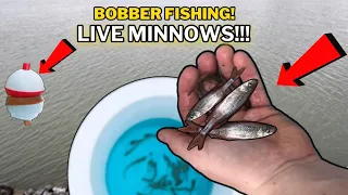 A Bobber & LIVE MINNOW Setup THAT ALL FISH  CAN'T RESIST! (TIPS AND TRICKS)