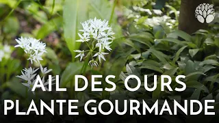 Ail des ours : une plante gourmande