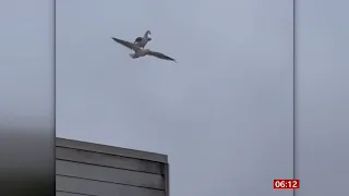 Lazy seagull hitches a ride on a friend or 'seagull surfing' (Fun story) BBC News - 25th April 2021