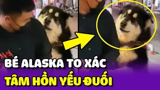 Thanh niên Alaska TO XÁC thì CÓ nhưng BẢN LĨNH thì KHÔNG 🤣 | Yêu Lu Official