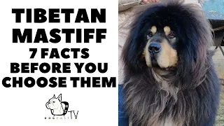 Before you buy a dog - TIBETAN MASTIFF - 7 facts to consider! DogCastTV!