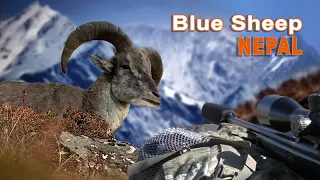 Blue Sheep hunting in Népal // Chasse au Bharal au Népal // 2021