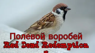 Где найти полевого воробья в Red Dead Redemption 2