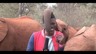 MAN vs ELEPHANT: Baby Elephant Plays with  KBC Journalist