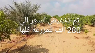 مزرعه بمساحه ٥ فدان بالوحات البحريه رقم التواصل واتساب ٠١٢١٠٤١٢٩٨٠ أو فون ٠١٠٩٦١٥٢١٥٥