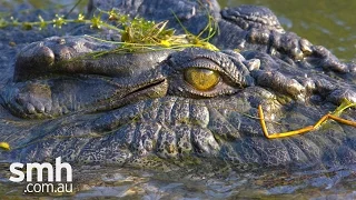 Crocodile dilemma in Kakadu