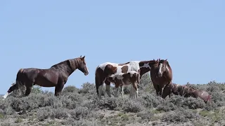 Wild Mustang Horses of Sand Wash Basin in Colorado by Karen King