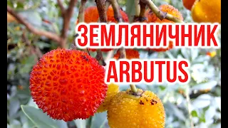 Arbutus unedo / Arbutus andrachne / Igor Bilevich