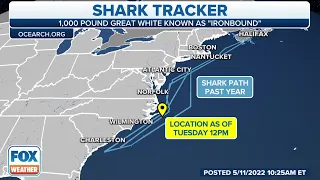 Ironbound: Half ton great white shark tracked along east coast