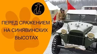 Перед сражением на Синявинских высотах