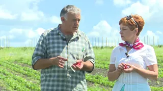 Воронежский агроном поделился секретами выращивания клубники и малины