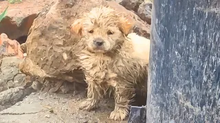 The mud-covered stray pup was struggling to survive until this happened