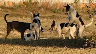 mrblaze1711 #023 | Thai street Dogs meeting Enjoy a season by rural dogs - Village Dogs Mating