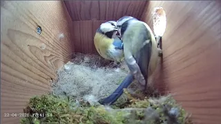 22nd April 2021 - Blue tit nest box live camera highlights