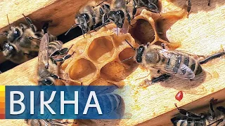 Бджолиний мор! Як у машині Укрпошти загинуло 8 мільйонів бджіл | Вікна-Новини