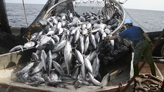 Amazing Giant Net Fishing Catch Hundreds Tons of Tuna - Amazing big catching on the sea