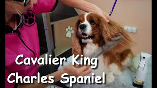 Cavalier King Charles Spaniel Grooming