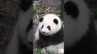 Baby Panda   Cute Panda Videos Compilation