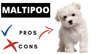 Maltipoo Pros And Cons | Should You REALLY Get A Maltipoo?