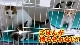 子猫の鳴き声 ママと一緒に大合唱！ ごはんの催促で大騒ぎする子猫たちが可愛すぎる！ 子猫かわいい 生後40日目・・・うちの猫ちゃんたちカワイイTV