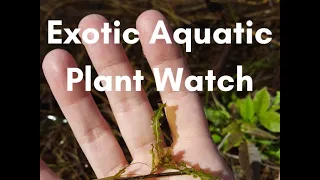 Secchi Disk and Exotic Aquatic Plant Watch Training