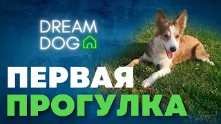 Первая прогулка 🐶 Как подготовиться к первому выгулу щенка на улице 🐕 С чего начать выход из дома 🐩