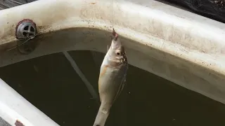 Рыбалка на дачном водоёме для полива!ч.2