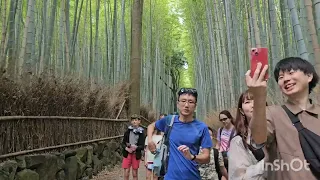 Bamboo forest (대나무숲) Kyoto