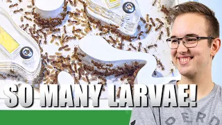 CHECK UP ON THE EUROPEAN FIRE ANT COLONY   | Myrmica Rubra Update #8 - Ant Holleufer