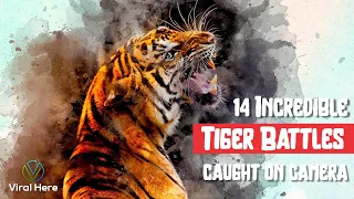 14 incredible tiger battles caught on camera