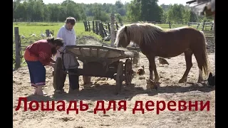 Лошадь для деревни.
