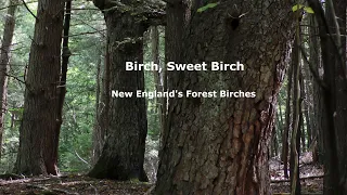 Birch, Sweet Birch: New England's Forest Birches