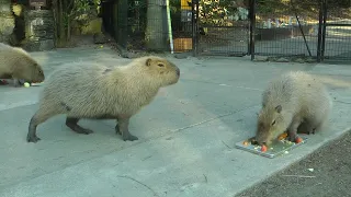 Ryosuke Approaches Prune and Then Aoba In the Hopes of Being Allowed To Share Their Food