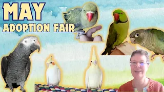 Adoptable parrots need forever homes! May 2024 Adoption Fair - Mickaboo