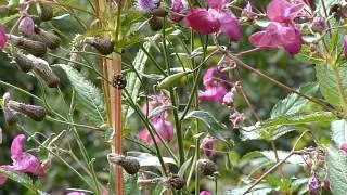 Шмели опыляют цветы | Bumblebees pollinate flowers