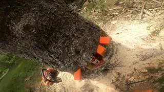 Jacking over a Spruce Trunk