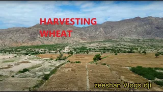 Harvesting Wheat | Zeeshan Vlogs dji