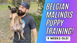 BELGIAN MALINOIS PUPPY TRAINING! 9 WEEKS OLD! // Andy Krueger