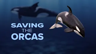 Why orcas are dying and why that matters