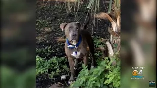 Florida Woman Reunited With Her Dog After 8 Years