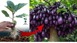 Best Techniques Growing Eggplant trees with Banana fruit Using Unique Skill For grow at home