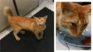 Poor Hungry Stray Cat Came Inside, Meowing Loudly For Food - Kucing Lucu, Rescue Cats Meowing