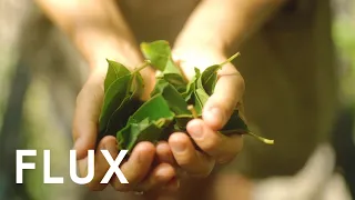 Foraging for Edible Plants | Into The Wild | IN FLUX | S7 E2 | Wealth