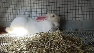 Aggressive Rabbit